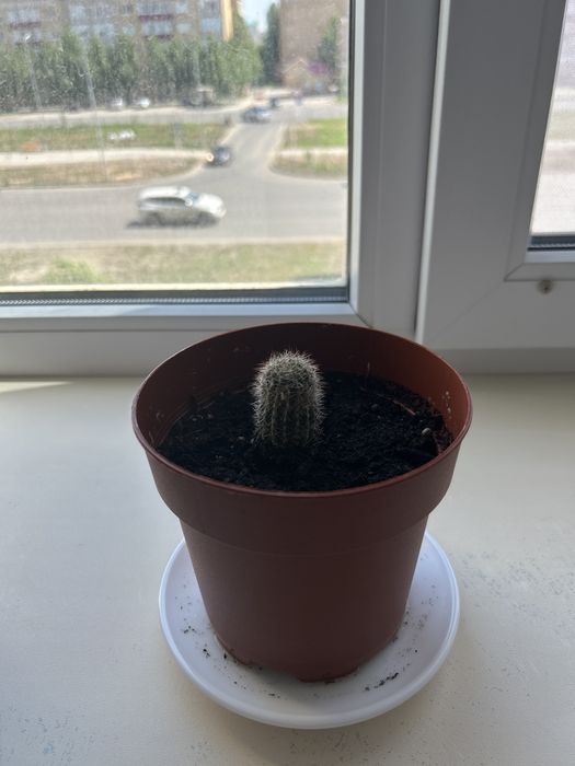 Продам отростки кактуса