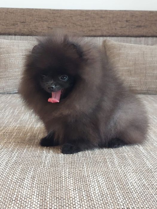 Pomeranian mascul cu pedigree