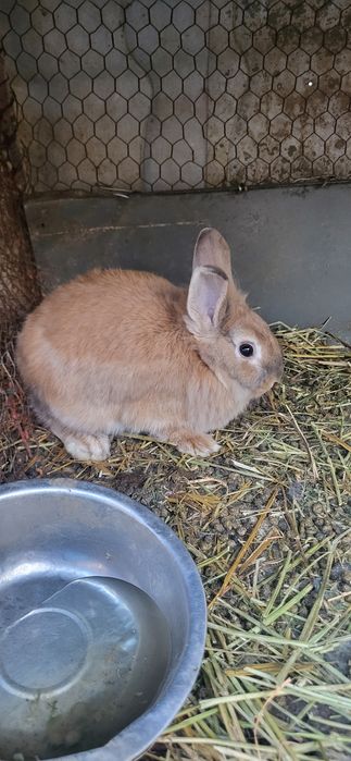 Iepuri cap de leu pitic