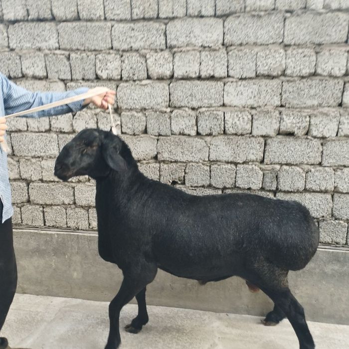 Qoʻchqorlar sotiladi kilogayam tirik vazngayam