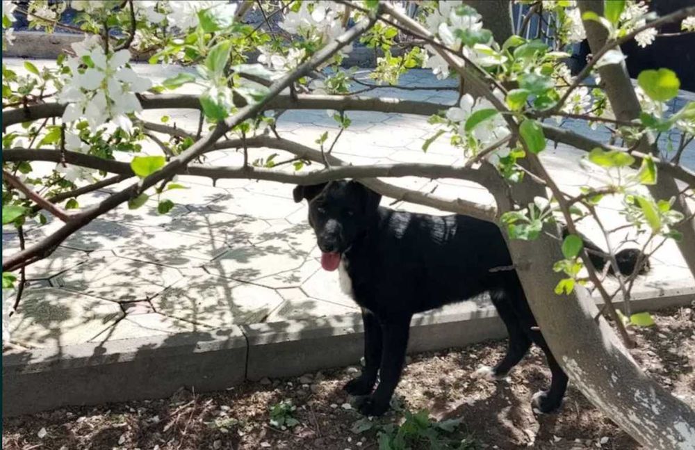 отдам щенка девочку крысоловку