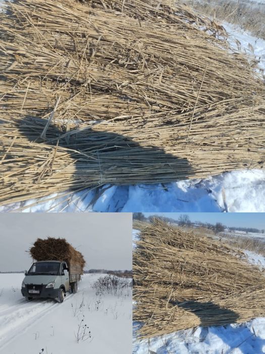 Дайын камыс.         Дайын қамыс.