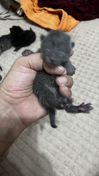 Кошечка София ищет семью.