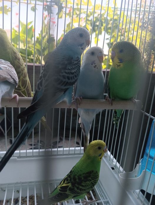 Волнистые попугаи .