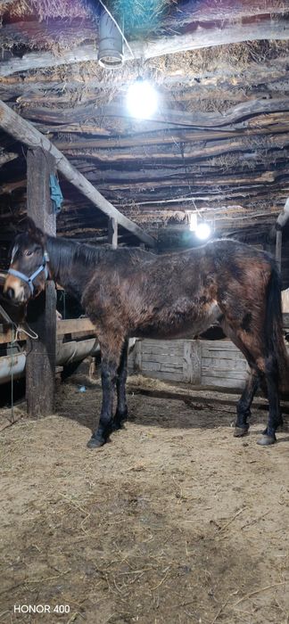 Жабағы сатылады ұрғашы