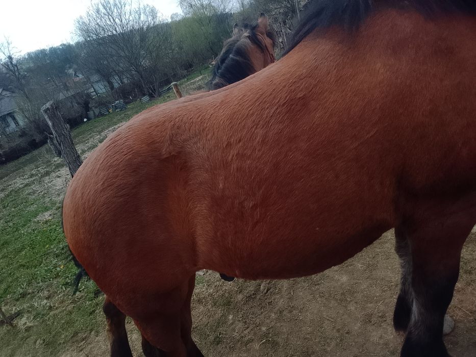 Vând mânz de 1 An foarte cuminte și cu forme bune !