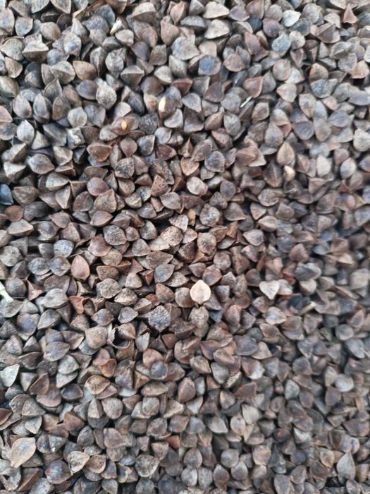 Ячмень.Платный чат! Все корма