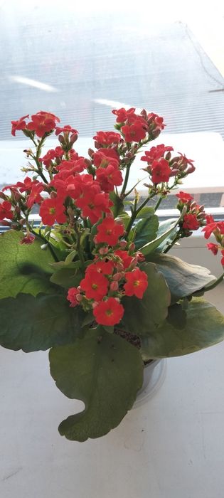 Обмен комнатными цветочками