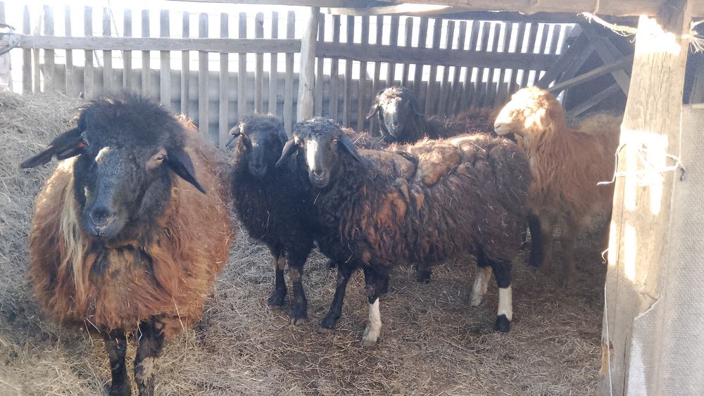 Тоқтылар Сатылады