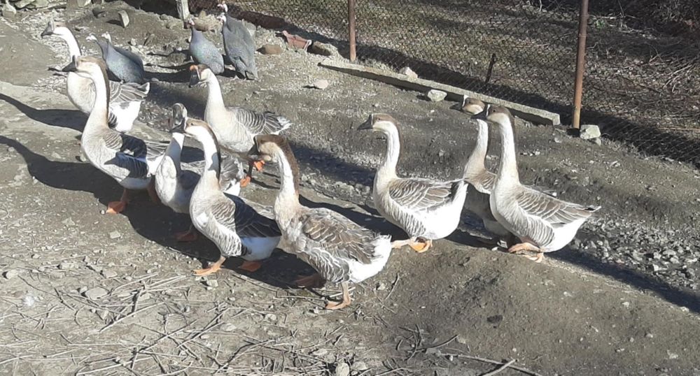 Продавам оплодени гъши яйца и гъсета