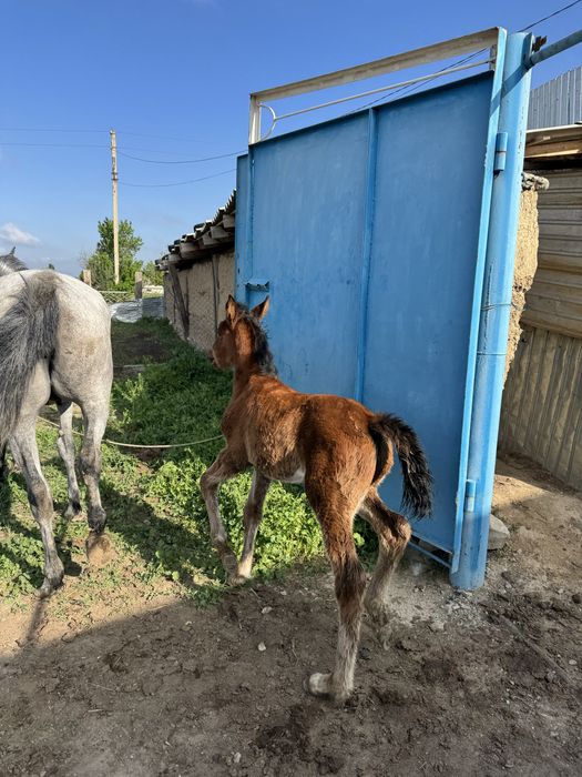 Құлынды бие //сауынды бие