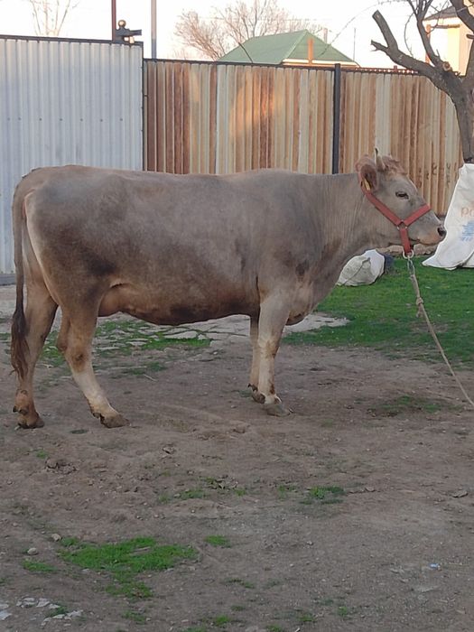 Сауын сиыр сатылады