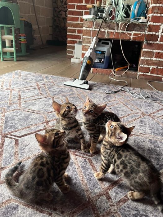Продам бенгальских котят