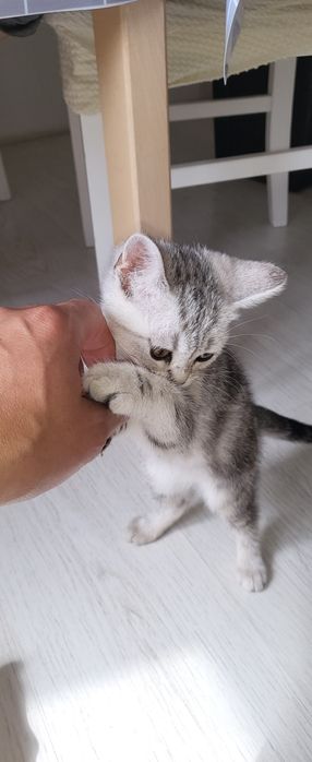 Кошка шотландская шиншила
