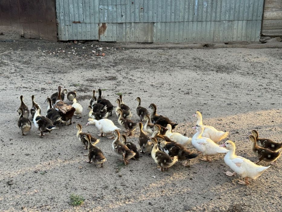 Продам индоутят и индоуток