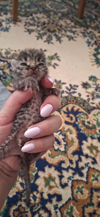 Маленькие комочки счастья