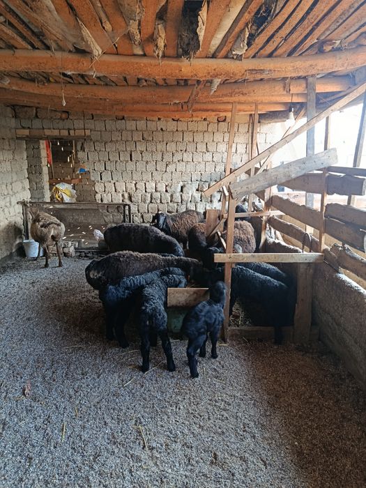 Ona bola qoylar sotiladi