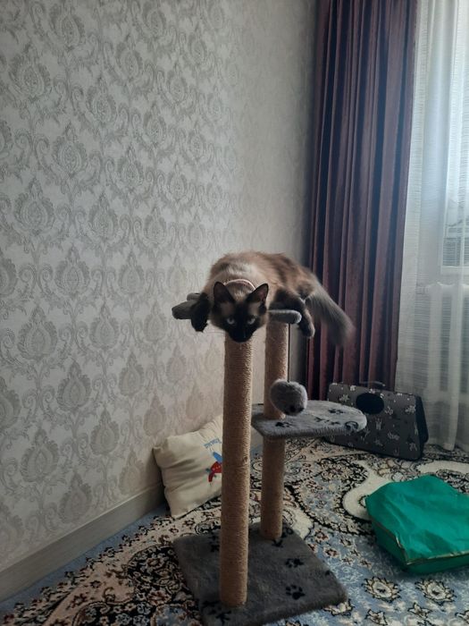 Кошка  в ақтау..