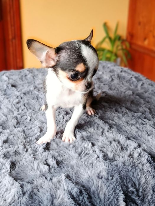 Миниатюрно късокосместо чихуахуа