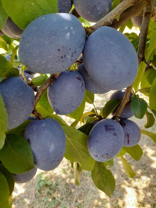 Prune de vânzare