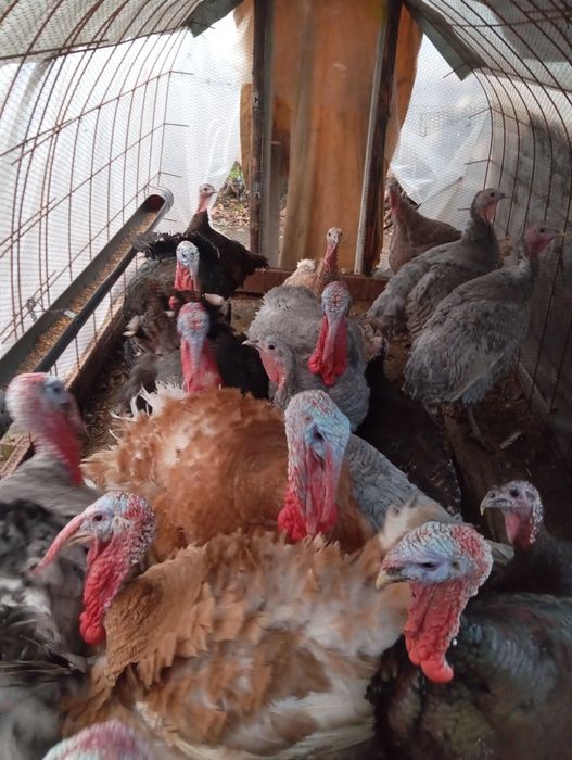 Пуяци селски продава