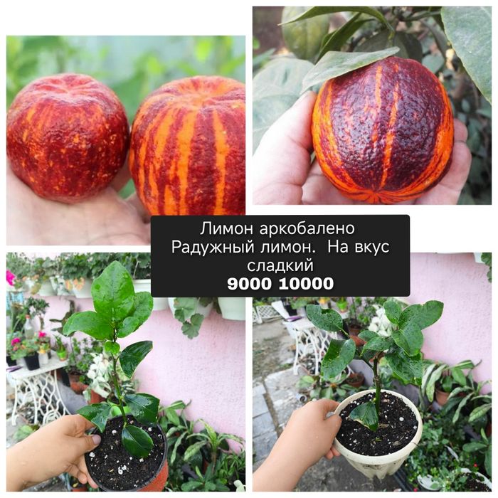 Лимон плодоносящий 3 сорта