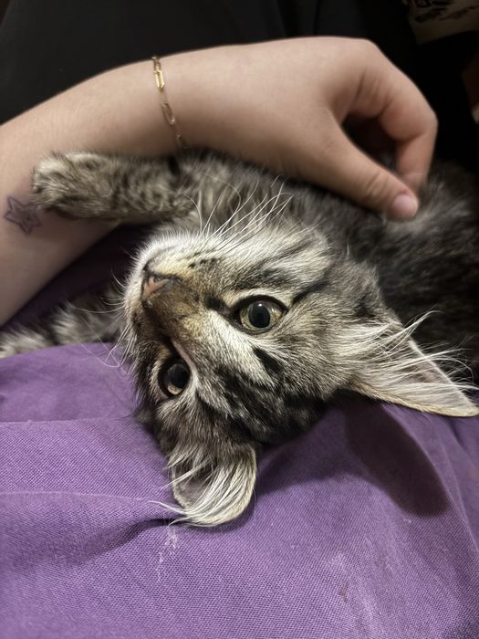 Котенок мальчик ищет дом