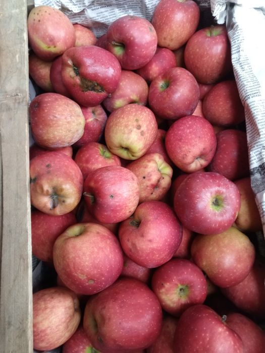 Продам яблоки с деффектом