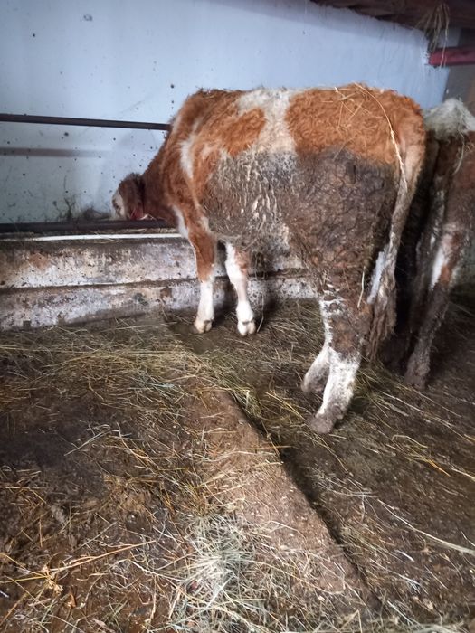 De vânzare doua junci