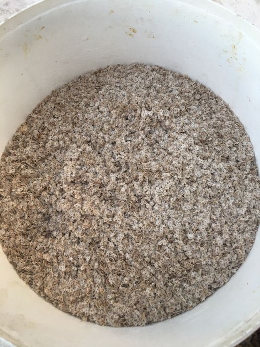 Семена/ расад пауловния шанг танг и томентоса