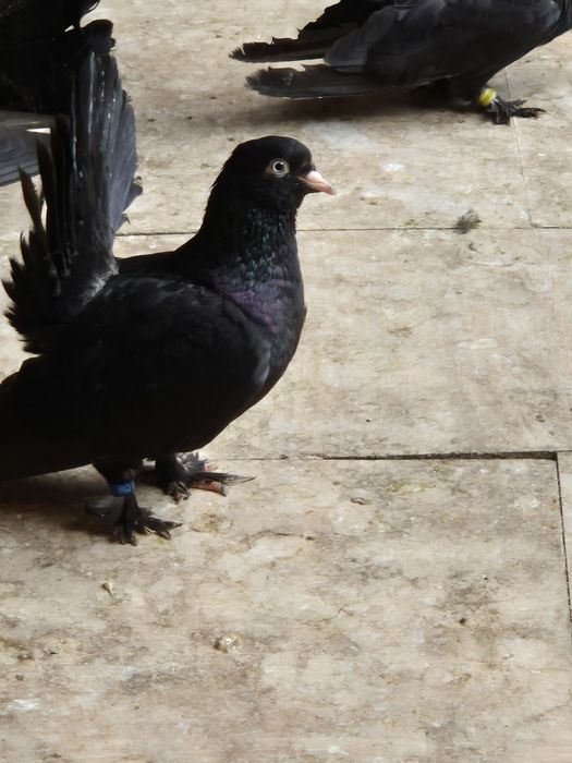 De vânzare Roleri de Cluj