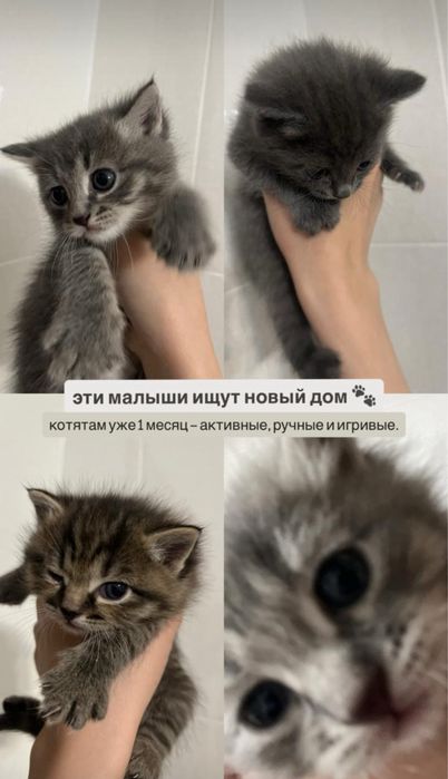 Отдадим котят! Очень милые. Очень. Подозрительно.