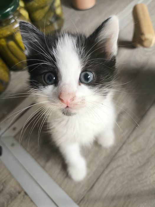 Отдам домашних котят
