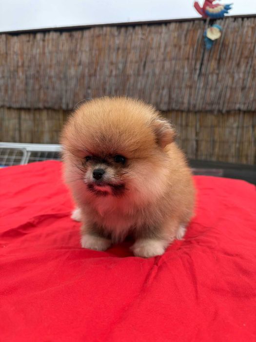 Fetita pomeranian