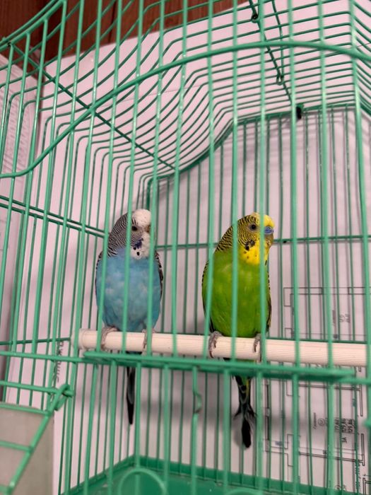 Продается попугаи