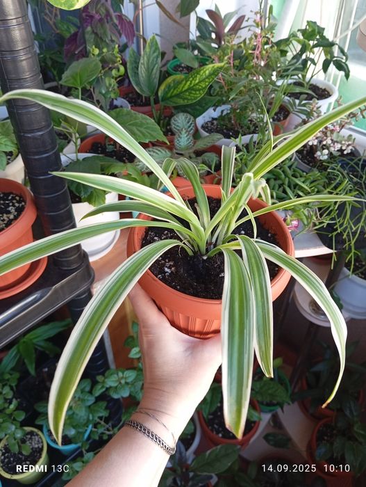 Продам растения комнатные