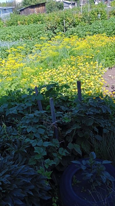 Продам дачу по мамлютской трассе ракета  общество