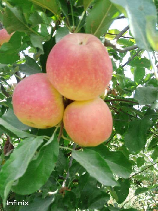 Мевали кучатлар Хар хил нави бор