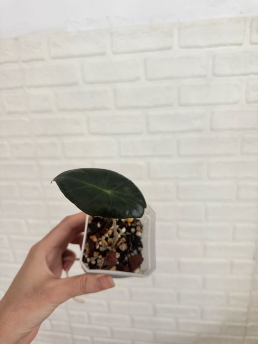 Алоказии Регал шилдс