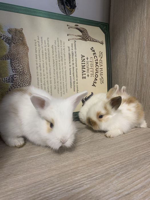 Iepuri cap de leu pui si adulti