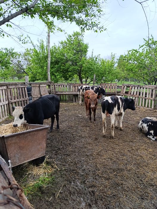 Продам хороших бычков