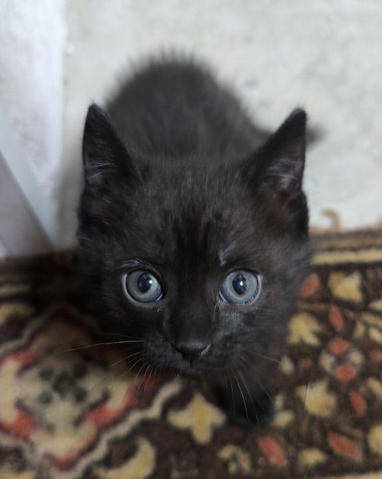 Отдам котят бесплатно