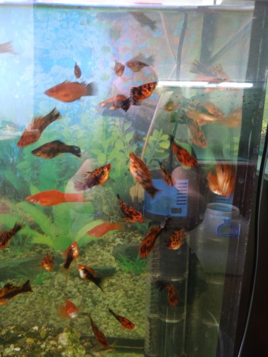 Продам рыбок меченосцев
