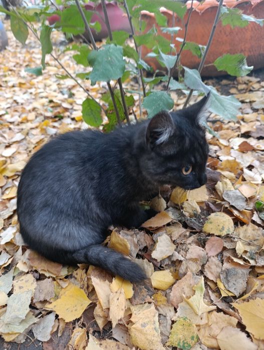 Котик,молодой котёнок
