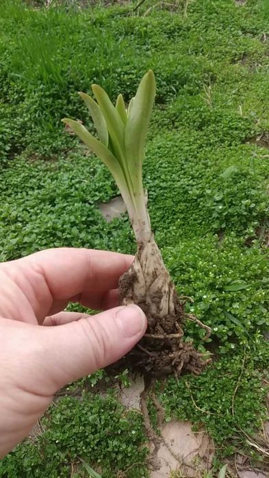 Продается луковицы Лилии Белоснежка