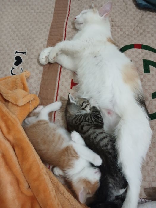 Отдам котят в хорошие руки