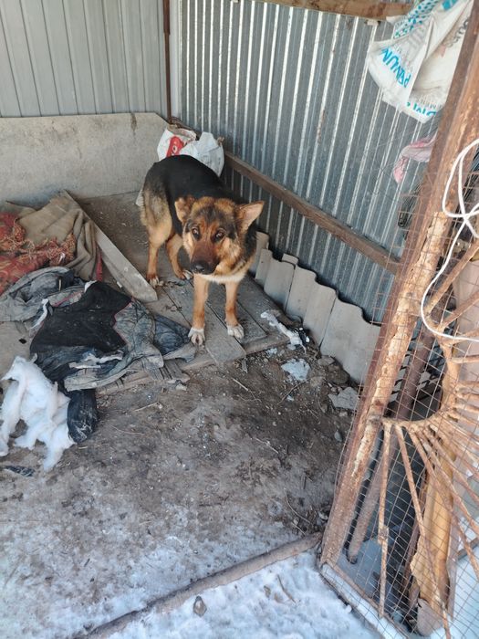 Продам немецкий Овчарка