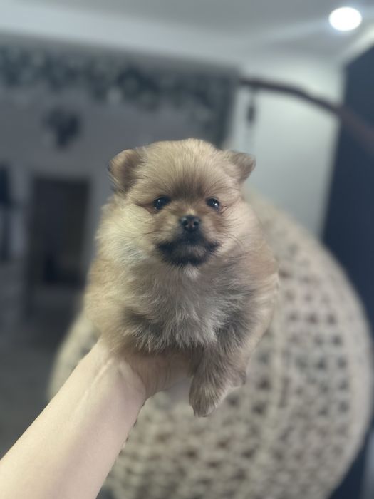 Готовятся к продаже Шпицы помиранцы девочки