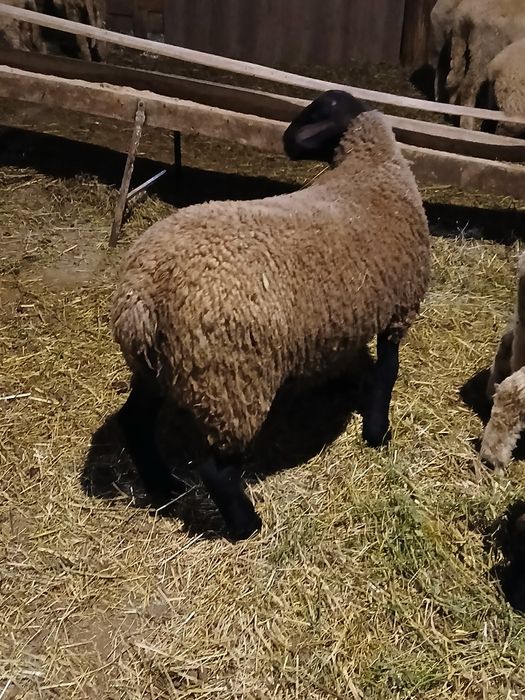 De vânzare oi/miei suffolk