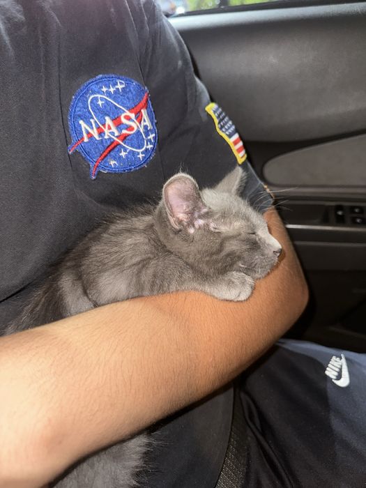 Отдаем котенка девочка